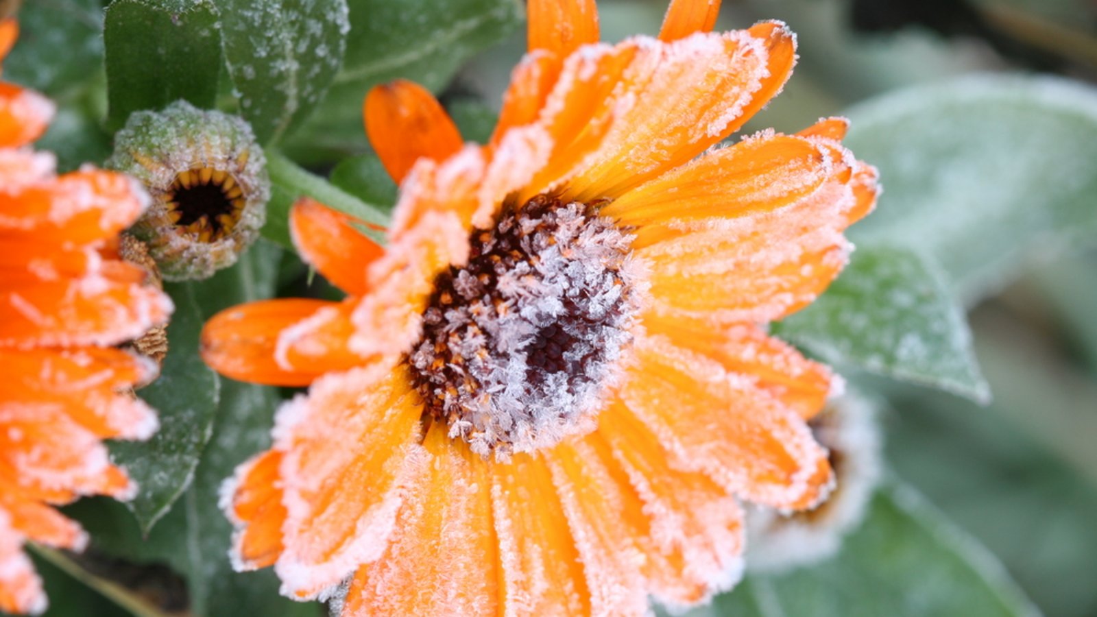 Erfahren Sie, wann 2026 die Frostgefahr endet und wann Sie empfindliche Pflanzen sicher ins Freie stellen können.Foto: Trevor Allen Weddings / Shutterstock.com Erfahren Sie, wann 2026 die Frostgefahr endet und wann Sie empfindliche Pflanzen sicher ins Freie stellen können.Foto: Trevor Allen Weddings / Shutterstock.com