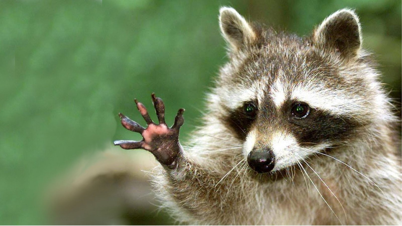 Der Waschbär wollte gerade die Straße überqueren, als die Fahrerin das Tier erfasste (Symbolbild).Foto: dpa/DB Lenhard Klimek Der Waschbär wollte gerade die Straße überqueren, als die Fahrerin das Tier erfasste (Symbolbild).Foto: dpa/DB Lenhard Klimek
