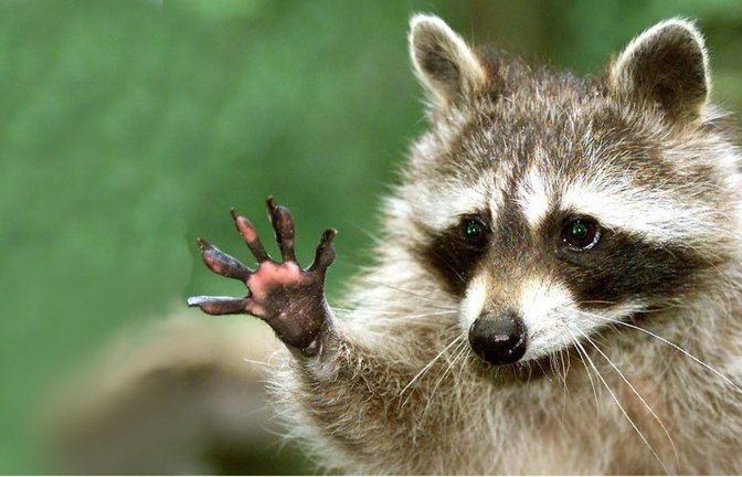 Der Waschbär wollte gerade die Straße überqueren, als die Fahrerin das Tier erfasste (Symbolbild).<span class='image-autor'>Foto: dpa/DB Lenhard Klimek</span>