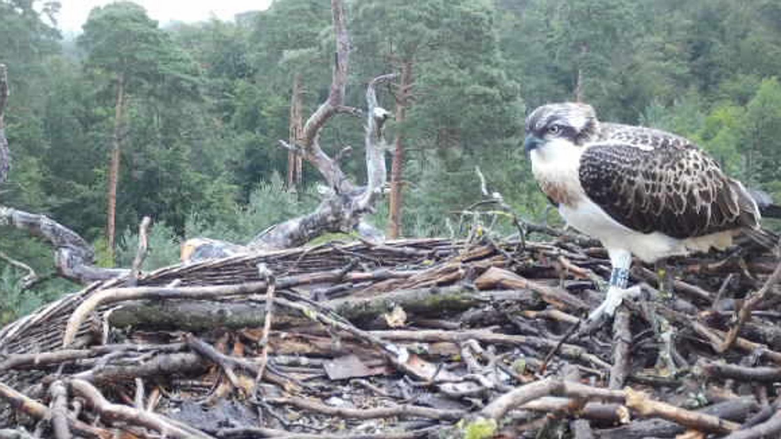 Aufnahme aus dem Fischadler-Horst.Foto: Nabu Aufnahme aus dem Fischadler-Horst.Foto: Nabu