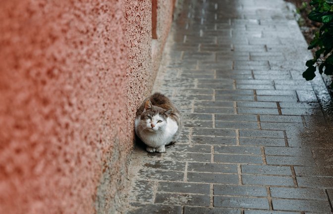 Diese Katze hat es nicht rechtzeitig nach Hause geschafft.<span class='image-autor'>Foto: Andrey Sasin / shutterstock.com</span>