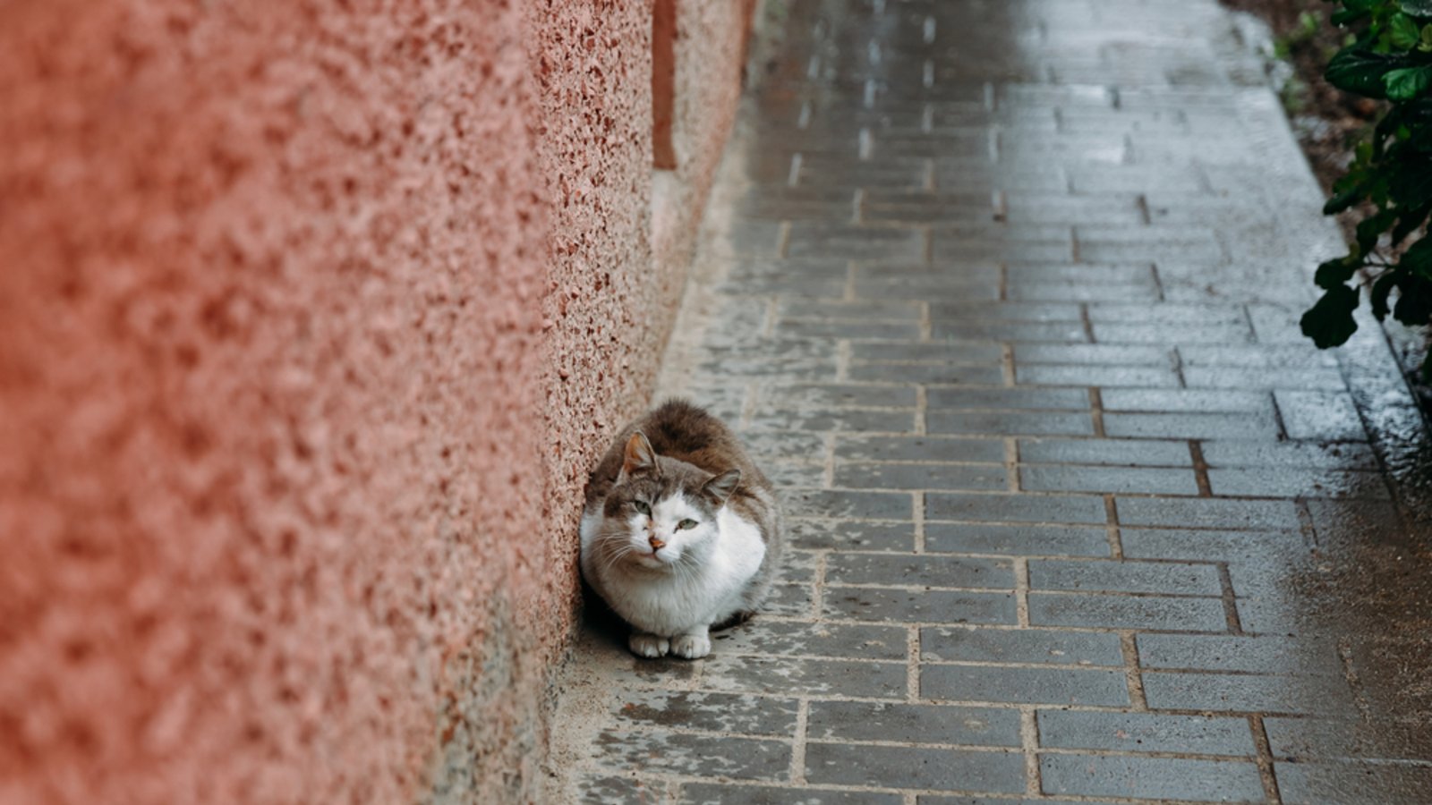 Diese Katze hat es nicht rechtzeitig nach Hause geschafft.Foto: Andrey Sasin / shutterstock.com