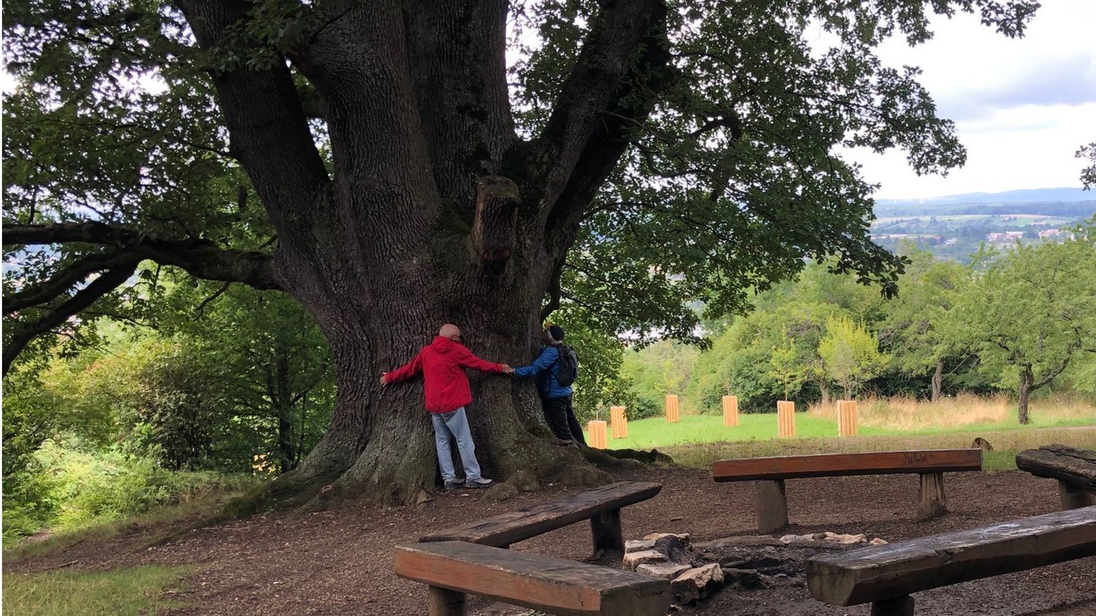 Bei der Rundwanderung sieht man die alten, monumentalen Eichen.Foto: Jakob Panitz Bei der Rundwanderung sieht man die alten, monumentalen Eichen.Foto: Jakob Panitz