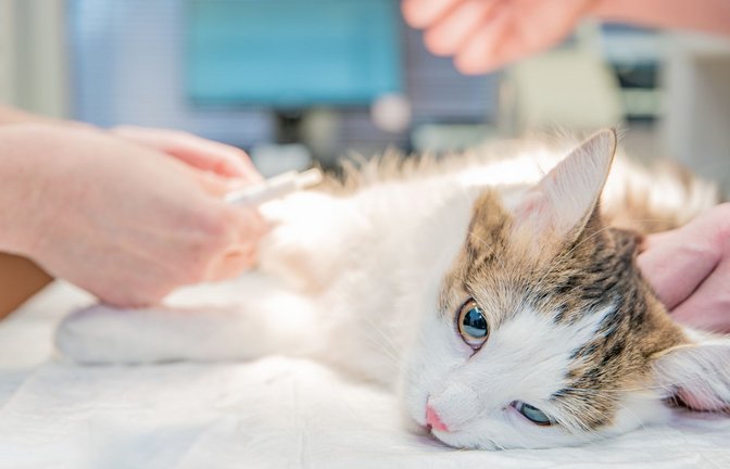 Der Kater musste medizinisch versorgt werden (Symbolfoto).<span class='image-autor'>Foto: IMAGO/Panthermedia/Edophoto via imago-images.de</span>