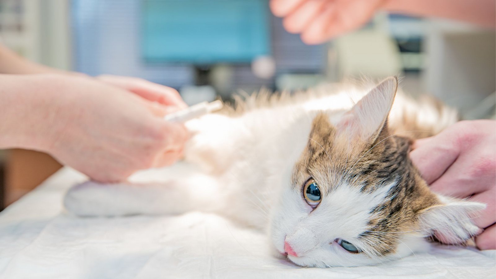 Der Kater musste medizinisch versorgt werden (Symbolfoto).Foto: IMAGO/Panthermedia/Edophoto via imago-images.de Der Kater musste medizinisch versorgt werden (Symbolfoto).Foto: IMAGO/Panthermedia/Edophoto via imago-images.de