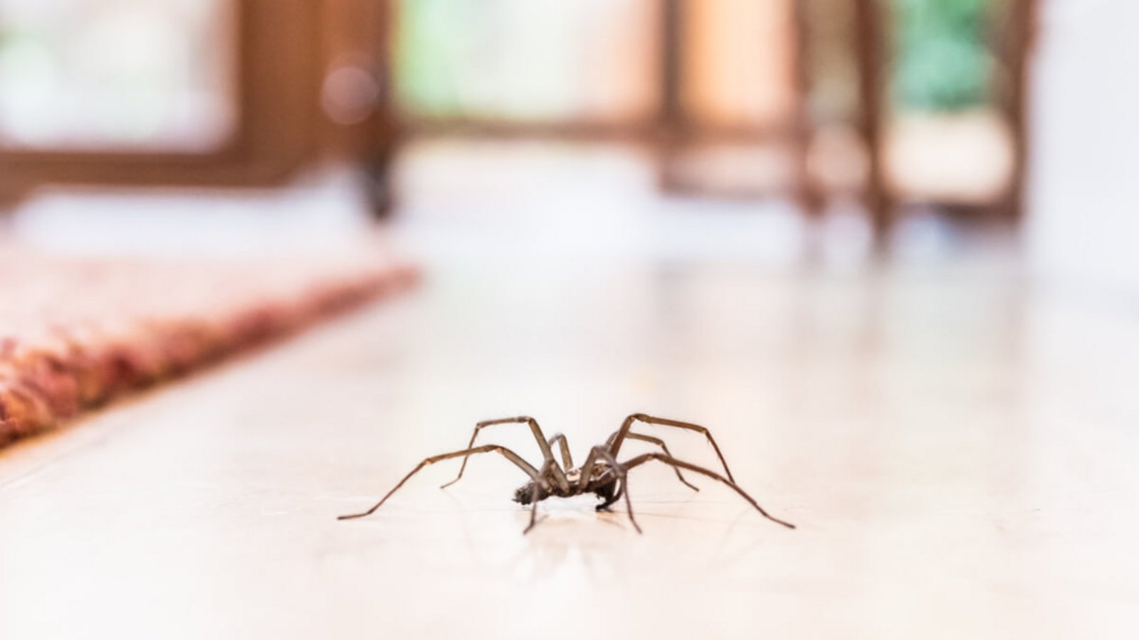 Spinnen nisten sich gerne in Häusern ein. Woher Spinnen in Wohnungen kommen & was man gegen sie tun kann, erfahren Sie hier.Foto: Christine Bird / Shutterstock.com Spinnen nisten sich gerne in Häusern ein. Woher Spinnen in Wohnungen kommen & was man gegen sie tun kann, erfahren Sie hier.Foto: Christine Bird / Shutterstock.com
