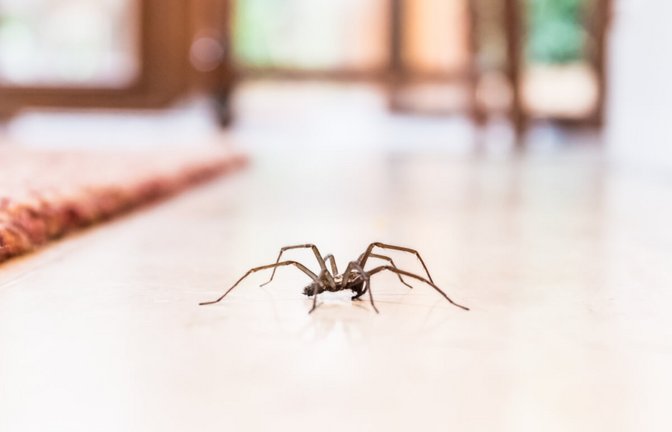 Spinnen nisten sich gerne in Häusern ein. Woher Spinnen in Wohnungen kommen & was man gegen sie tun kann, erfahren Sie hier.<span class='image-autor'>Foto: Christine Bird / Shutterstock.com</span>