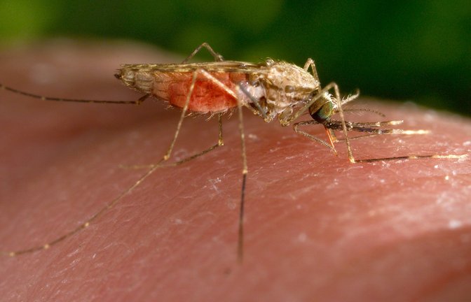 Eine weibliche Anopheles-gambiae-Mücke bei der Nahrungsaufnahme.<span class='image-autor'>Foto: J/mes Gathany/CDC/AP/dpa</span>