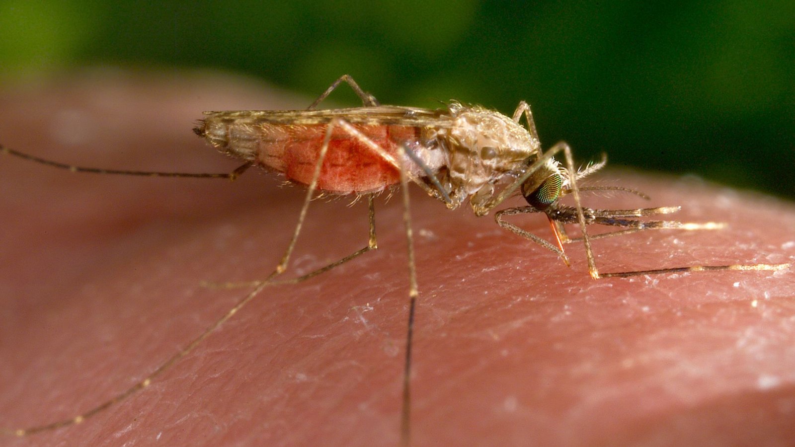 Eine weibliche Anopheles-gambiae-Mücke bei der Nahrungsaufnahme.Foto: J/mes Gathany/CDC/AP/dpa