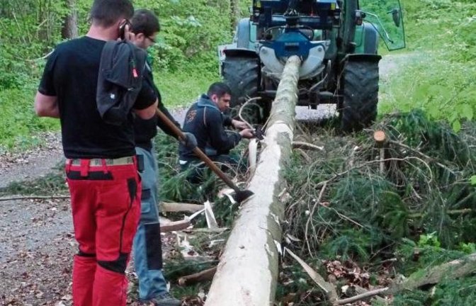 In Oberriexingen darf man sich auf einen neuen Maibaum freuen: Die Feuerwehr hat sich im Reutwald einen ansehnlichen Stamm ausgesucht und gleich an Ort und Stelle bearbeitet. Foto: Arning