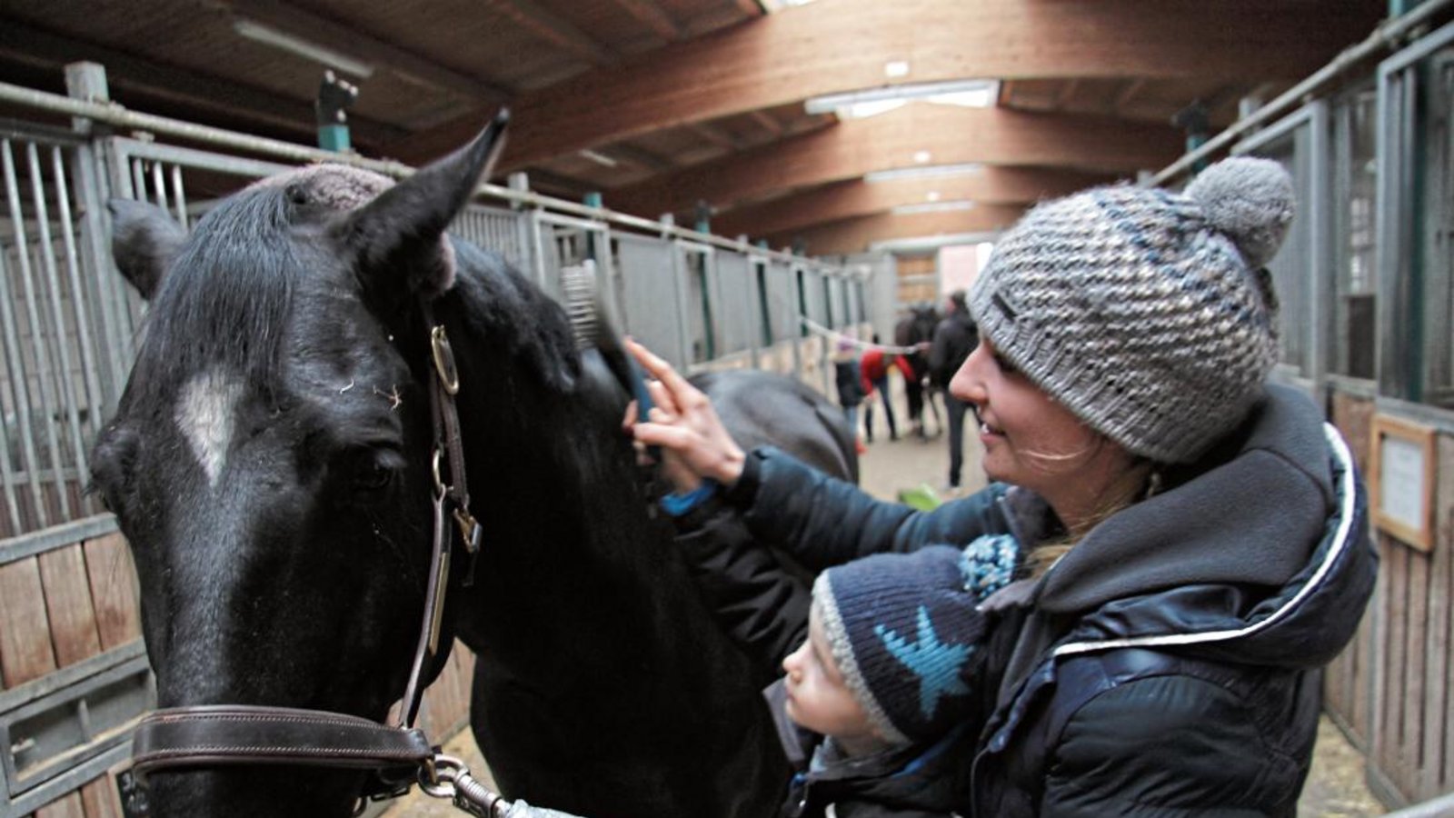 Am Oberriexinger Römerhof zeigt Anna Ulmer den Besuchern an ihrem Pferd Disco, wie die tägliche Fellpflege vonstatten geht.  Foto: Banholzer