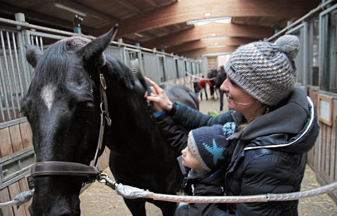 Am Oberriexinger Römerhof zeigt Anna Ulmer den Besuchern an ihrem Pferd Disco, wie die tägliche Fellpflege vonstatten geht.  Foto: Banholzer