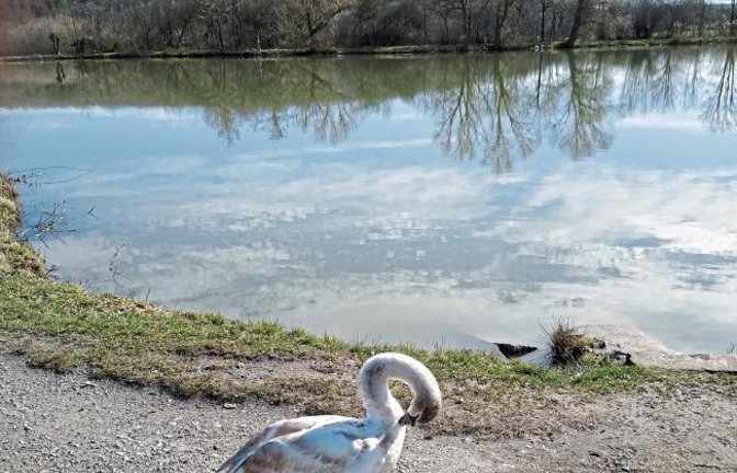Jungschwan erfreut Menschen am Ensinger See, hier ein Foto von Matthias Rosenthal.