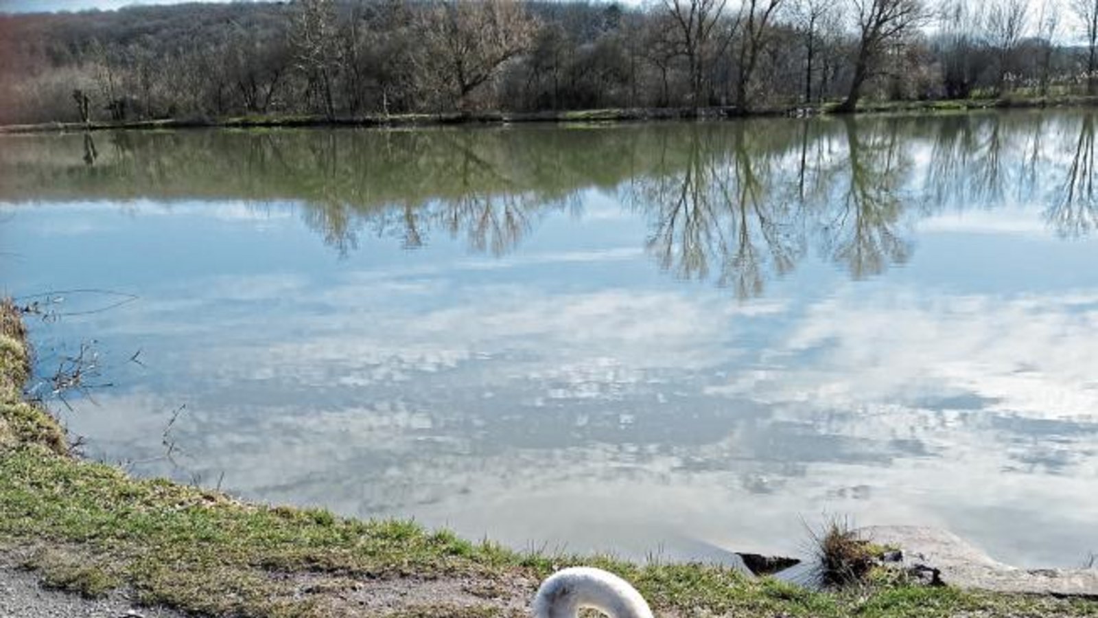 Jungschwan erfreut Menschen am Ensinger See, hier ein Foto von Matthias Rosenthal.