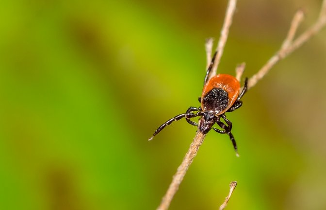 Zecken sind im heimischen Garten nicht unüblich. Was man gegen die Spinnentiere tun kann, erfahren Sie hier.<span class='image-autor'>Foto: Jay Ondreicka / Shutterstock.com</span>