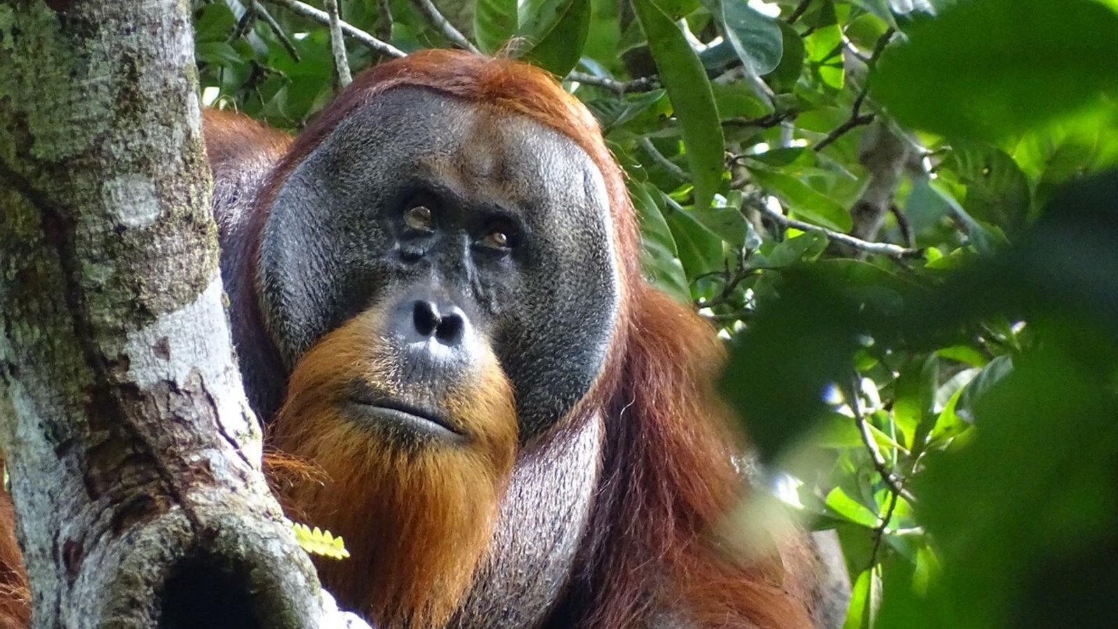 Der männliche Sumatra-Orang-Utan namens Rakus im Urwald von Suaq Balimbing hat sich selbst geheilt. Zwei Monate nach der Selbstbehandlung war die Wunde kaum noch sichtbar.Foto: Safruddin/Max-Planck-Institut für Tierverhalten/SUAQ foundation/dpa
