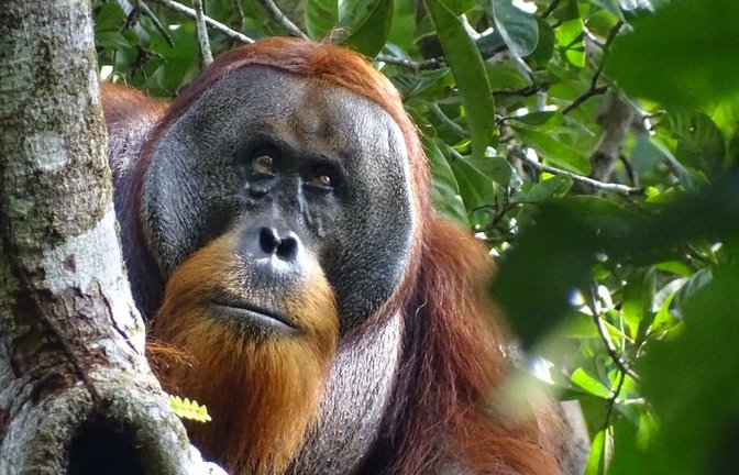 Der männliche Sumatra-Orang-Utan namens Rakus im Urwald von Suaq Balimbing hat sich selbst geheilt. Zwei Monate nach der Selbstbehandlung war die Wunde kaum noch sichtbar.<span class='image-autor'>Foto: Safruddin/Max-Planck-Institut für Tierverhalten/SUAQ foundation/dpa</span>