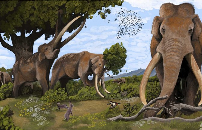 Vor 120.000 Jahren waren Europäische Waldelefanten (Palaeoloxodon antiquus) in Europa verbreitet.<span class='image-autor'>Foto: Hodari Nundu, CC-BY-4/Universität Frankfurt</span>