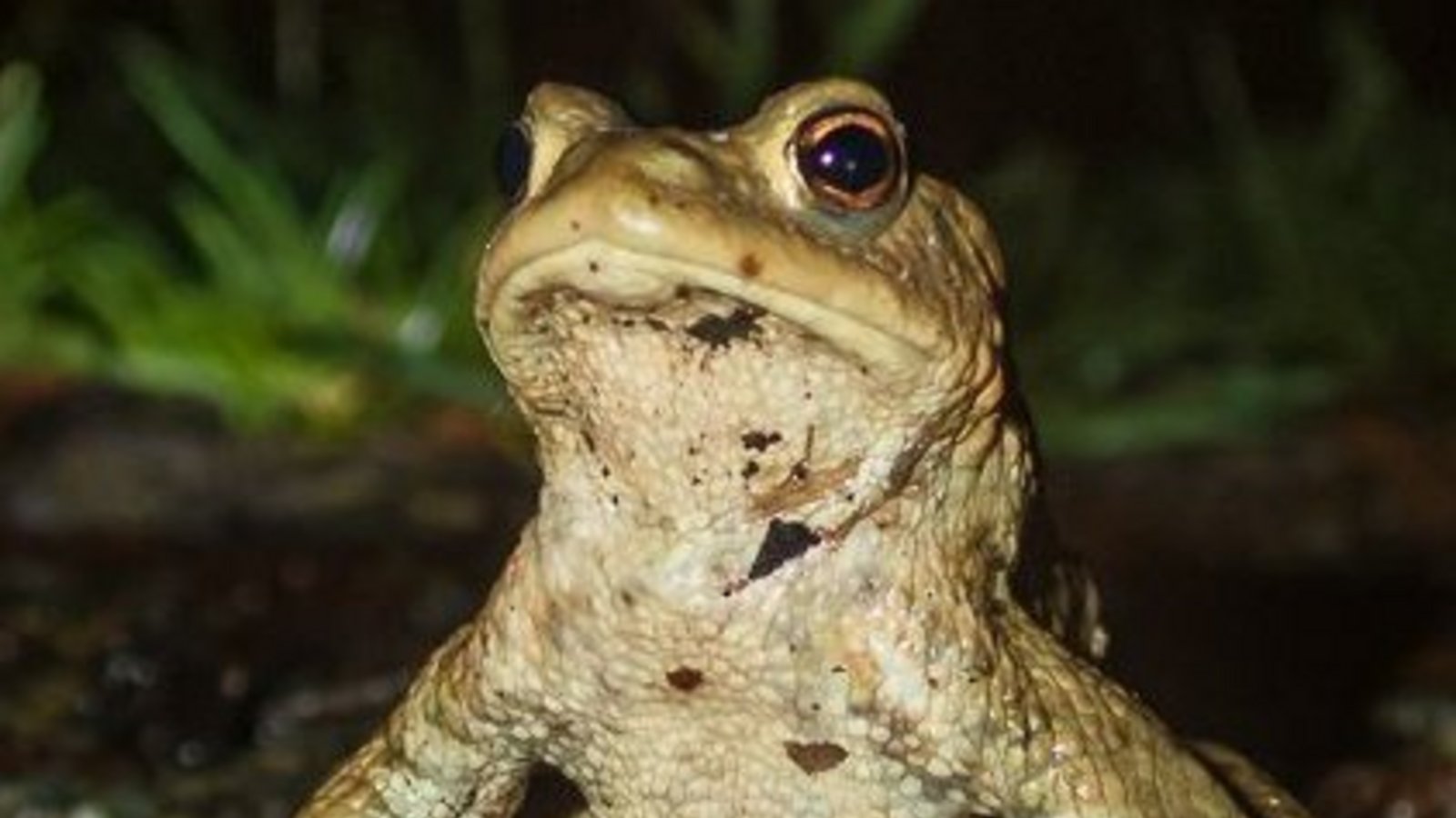 Erdkröte auf Brautschau.  Foto: Vitzthum