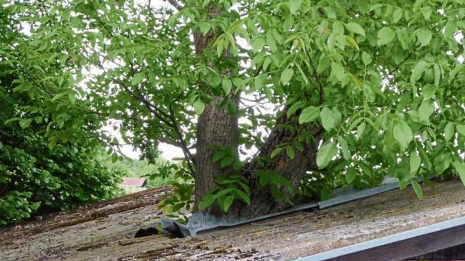 Man kann einen Baum auch in eine Hütte integrieren. Gesehen beim Leinfelder Hof bei Enzweihingen. Foto: Arning Man kann einen Baum auch in eine Hütte integrieren. Gesehen beim Leinfelder Hof bei Enzweihingen. Foto: Arning