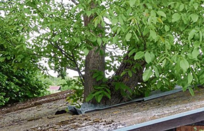 Man kann einen Baum auch in eine Hütte integrieren. Gesehen beim Leinfelder Hof bei Enzweihingen.  Foto: Arning