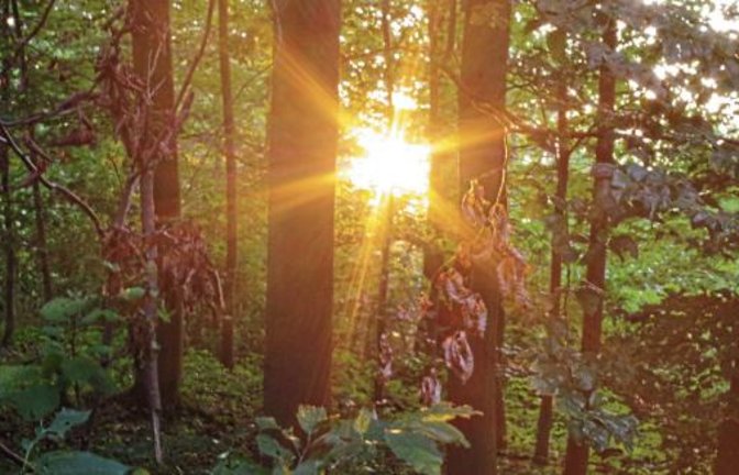 Auch im Wald zwischen Hochdorf und Eberdingen hat die Trockenheit Spuren hinterlassen, wie das linke Foto von Ende August zeigt. Das rechte Foto zeigt Revierförster Steffen Frank (links) neben Bürgermeister Peter Schäfer während der Sitzung des Eberdinger Gemeinderats. Fotos: Romanowski