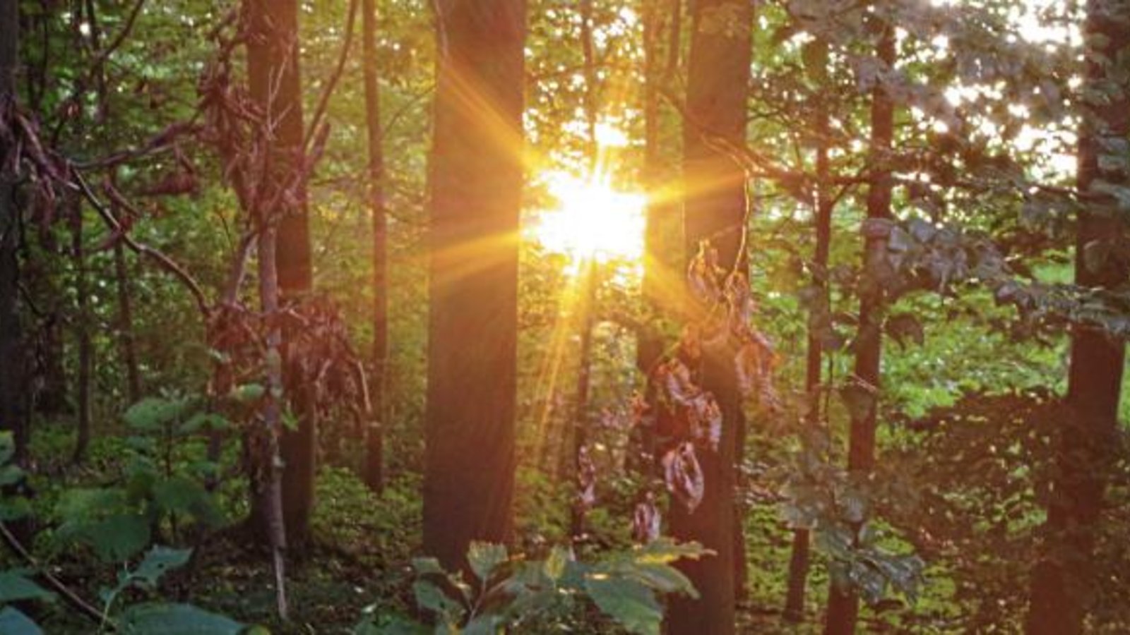 Auch im Wald zwischen Hochdorf und Eberdingen hat die Trockenheit Spuren hinterlassen, wie das linke Foto von Ende August zeigt. Das rechte Foto zeigt Revierförster Steffen Frank (links) neben Bürgermeister Peter Schäfer während der Sitzung des Eberdinger Gemeinderats. Fotos: Romanowski