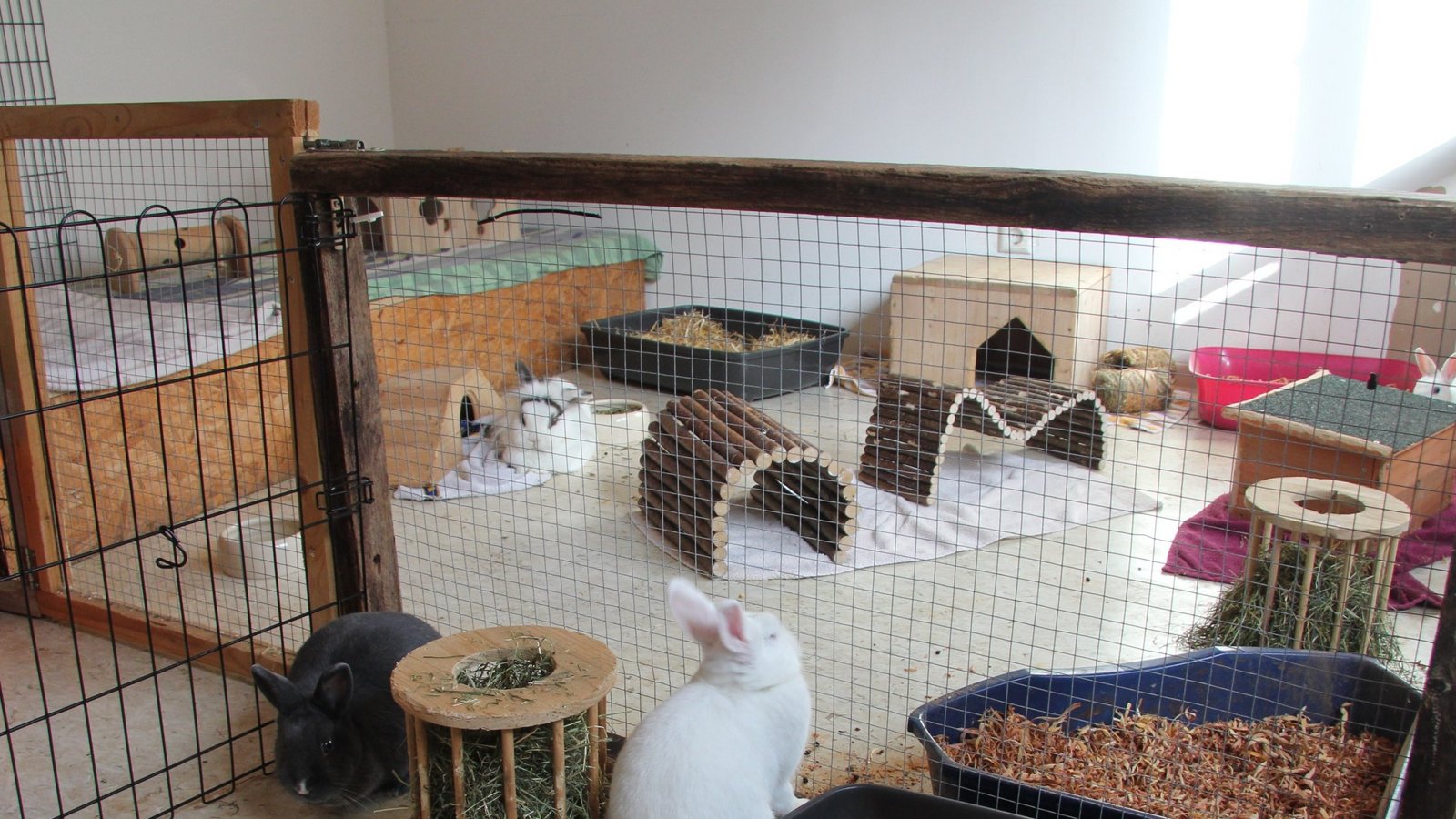 Derzeit sind nur vier Kaninchen im Nagerzimmer untergebracht. Zeitweise sind es aber auch deutlich mehr, was Probleme bereitet. Foto: Banholzer Derzeit sind nur vier Kaninchen im Nagerzimmer untergebracht. Zeitweise sind es aber auch deutlich mehr, was Probleme bereitet. Foto: Banholzer