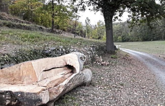 Das ist bestimmt ein neues, rustikales Bänkle im Kreuzbachtal – oder Kunst oder jemand hat beim Brennholzmachen bei diesem kapitalen Stamm kapituliert. Foto: Rücker