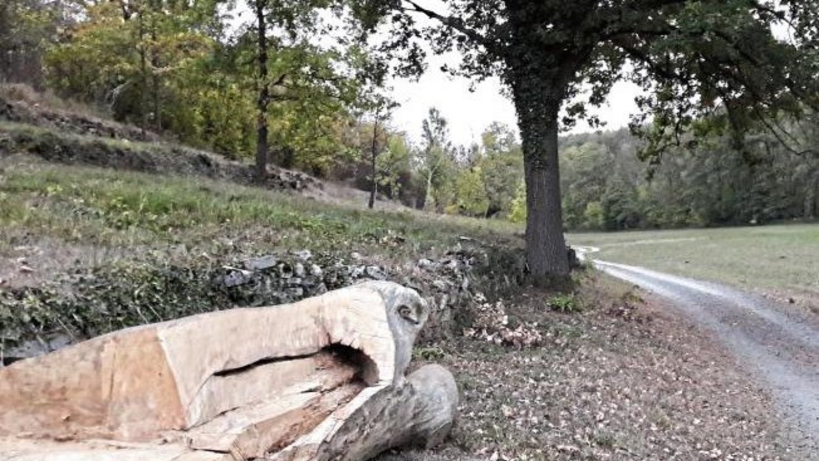 Das ist bestimmt ein neues, rustikales Bänkle im Kreuzbachtal – oder Kunst oder jemand hat beim Brennholzmachen bei diesem kapitalen Stamm kapituliert. Foto: Rücker Das ist bestimmt ein neues, rustikales Bänkle im Kreuzbachtal – oder Kunst oder jemand hat beim Brennholzmachen bei diesem kapitalen Stamm kapituliert. Foto: Rücker