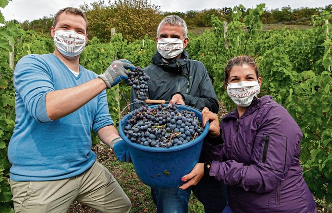 Weinlese im stadteigenen Weinberg auf dem Hohen Spielberg (von links): Stadtkämmerer Lars Roller, Bürgermeister Holger Albrich und die stellvertretende Kämmerin Melanie Schrempf. Foto: Kalb