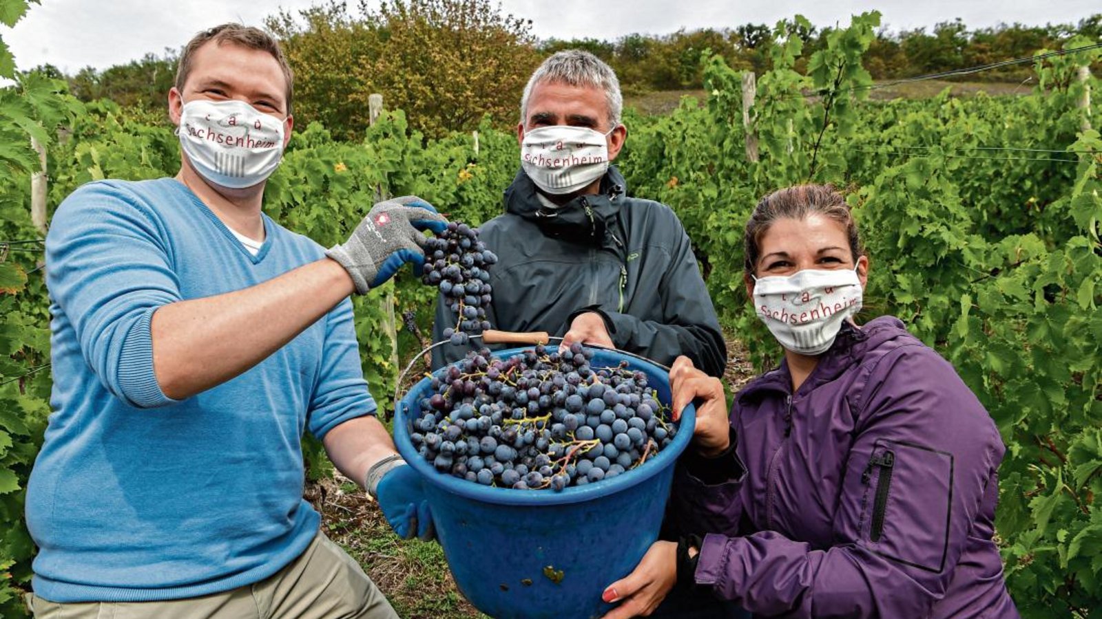 Weinlese im stadteigenen Weinberg auf dem Hohen Spielberg (von links): Stadtkämmerer Lars Roller, Bürgermeister Holger Albrich und die stellvertretende Kämmerin Melanie Schrempf. Foto: Kalb Weinlese im stadteigenen Weinberg auf dem Hohen Spielberg (von links): Stadtkämmerer Lars Roller, Bürgermeister Holger Albrich und die stellvertretende Kämmerin Melanie Schrempf. Foto: Kalb
