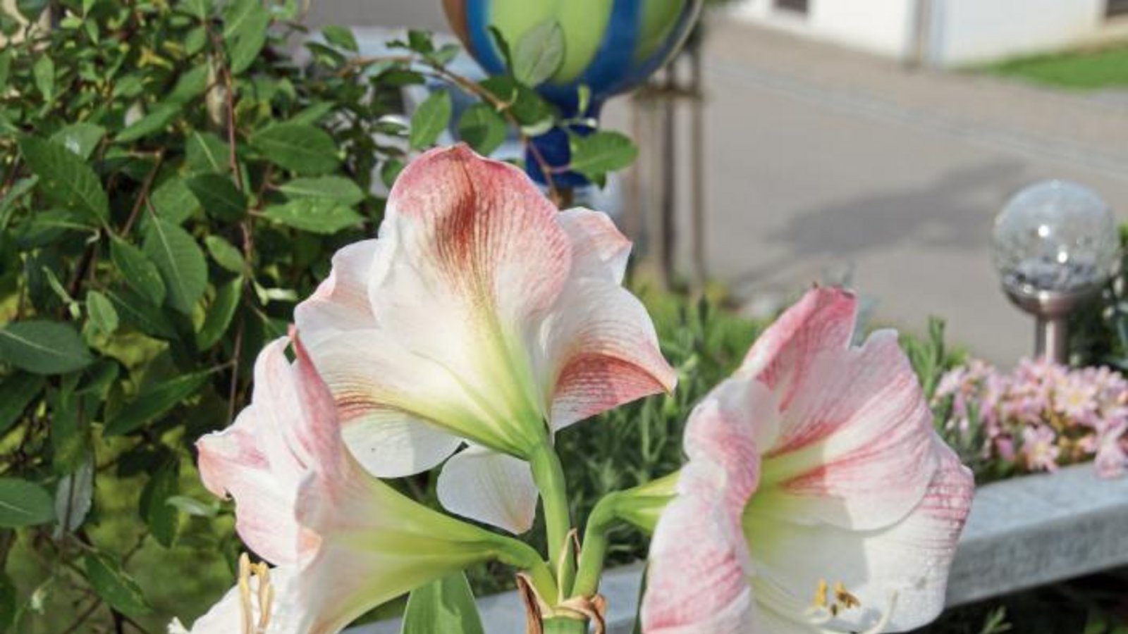 Ist es schon Weihnachten?, fragte sich Peter Reinges aus Oberriexingen angesichts der blühenden Amaryllis auf seinem Balkon. Ist es schon Weihnachten?, fragte sich Peter Reinges aus Oberriexingen angesichts der blühenden Amaryllis auf seinem Balkon.