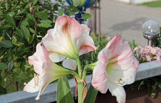 Ist es schon Weihnachten?, fragte sich Peter Reinges aus Oberriexingen angesichts der blühenden Amaryllis auf seinem Balkon.