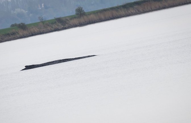 Der Buckelwal liegt weiterhin vor der Insel Poel, am Donnerstag startet ein weiterer Rettungsversuch.<span class='image-autor'>Foto: /dpa/Philip Dulian</span>