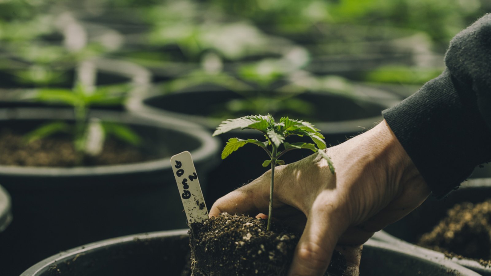 Social Clubs sind Anbauvereinigungen für Cannabis.Foto: Canna Obscura / shutterstock.com Social Clubs sind Anbauvereinigungen für Cannabis.Foto: Canna Obscura / shutterstock.com