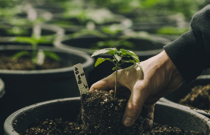 Social Clubs sind Anbauvereinigungen für Cannabis.<span class='image-autor'>Foto: Canna Obscura / shutterstock.com</span>