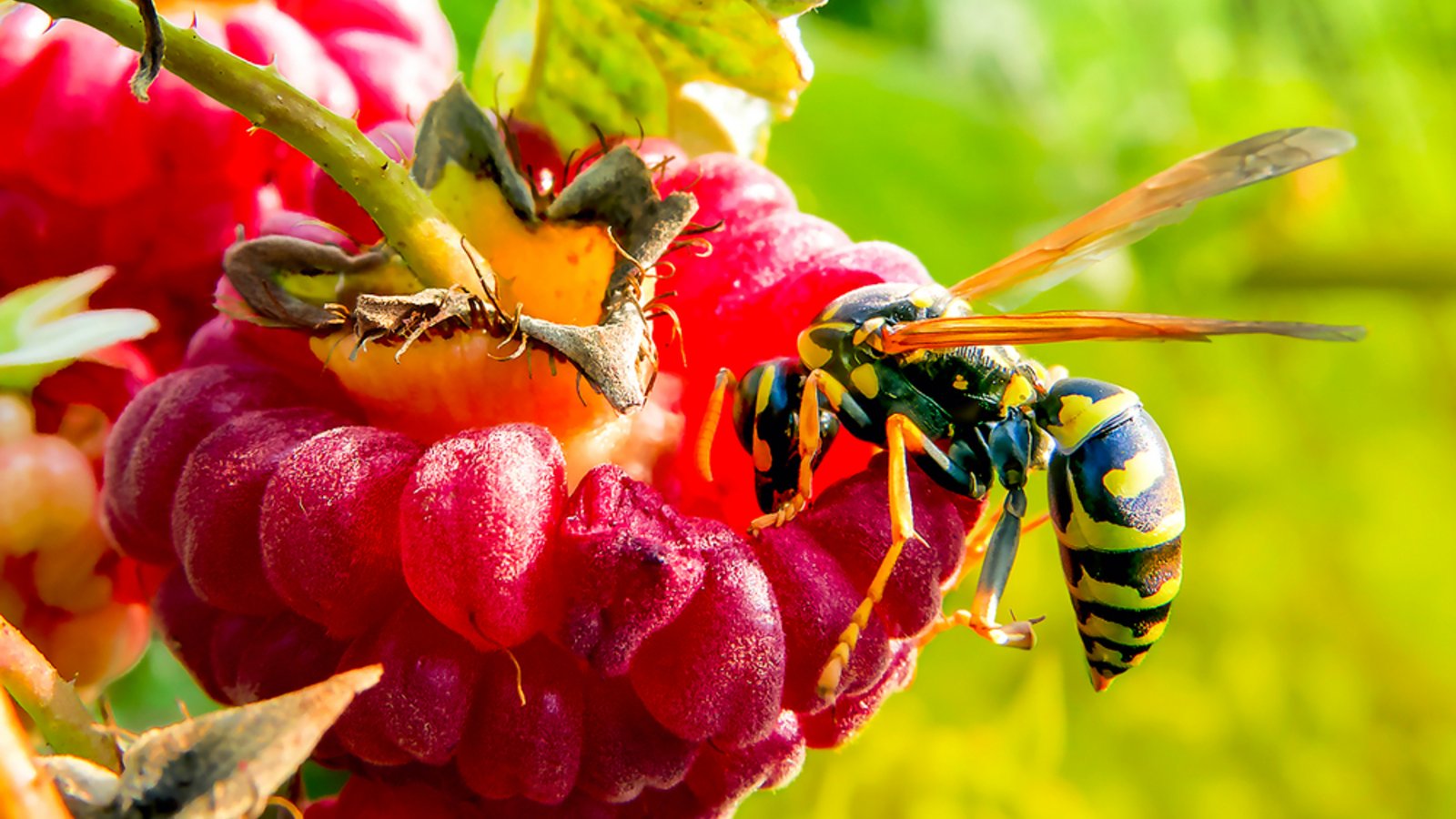 Wespenstiche sind schmerzhaft und können unangenehm jucken.Foto: Andrey Bocharov / shutterstock.com