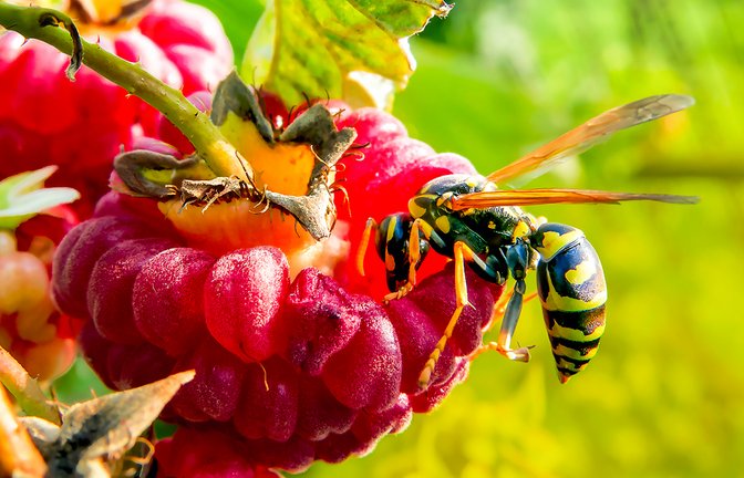 Wespenstiche sind schmerzhaft und können unangenehm jucken.<span class='image-autor'>Foto: Andrey Bocharov / shutterstock.com</span>