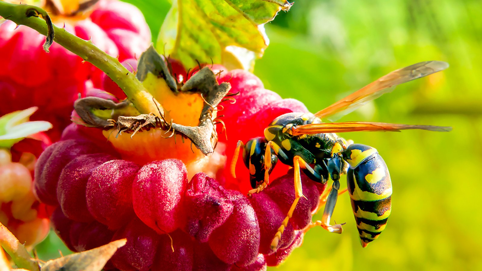 Wespenstiche sind schmerzhaft und können unangenehm jucken.Foto: Andrey Bocharov / shutterstock.com
