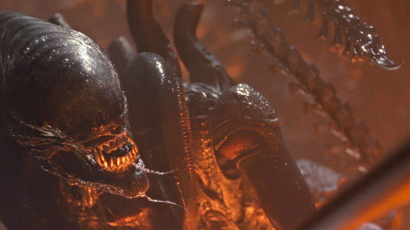 Das Alien im 2024 erschienen Film "Alien: Romulus".Foto: IMAGO / Everett Collection Das Alien im 2024 erschienen Film "Alien: Romulus".Foto: IMAGO / Everett Collection