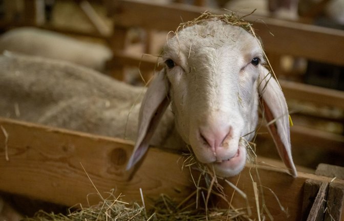 Immer mehr Tiere im Land infizieren sich mit der Blauzungenkrankheit.<span class='image-autor'>Foto: dpa/Peter Kneffel</span>