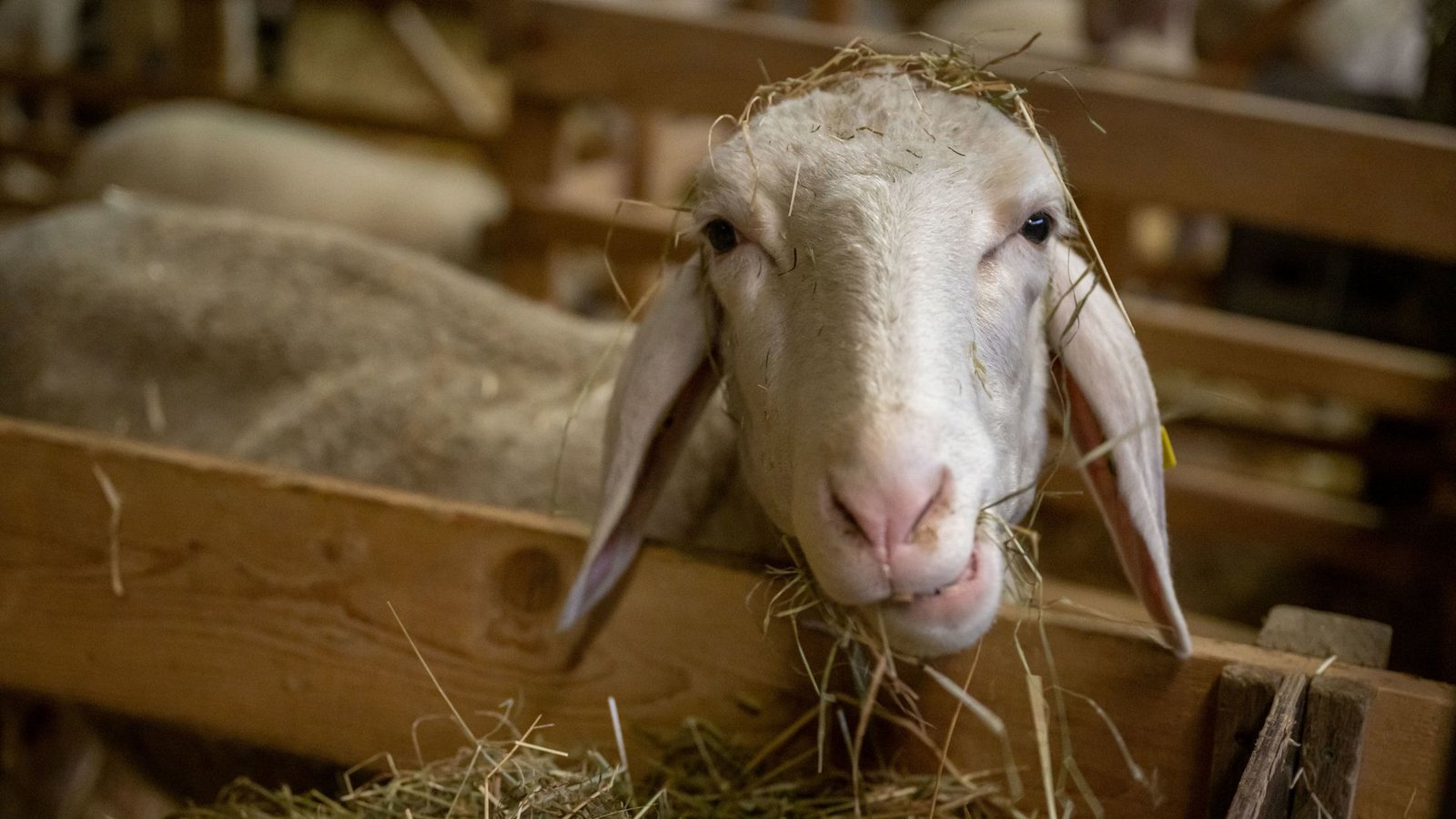 Immer mehr Tiere im Land infizieren sich mit der Blauzungenkrankheit.Foto: dpa/Peter Kneffel