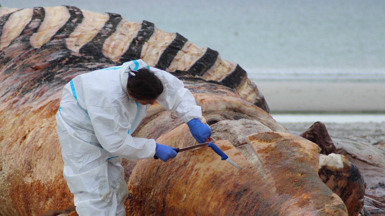 Der Kadaver des toten Wals wurde obduziert und soll als Biodiesel und Biomasse verwertet werden.Foto: Kai Moorschlatt/dpa Der Kadaver des toten Wals wurde obduziert und soll als Biodiesel und Biomasse verwertet werden.Foto: Kai Moorschlatt/dpa