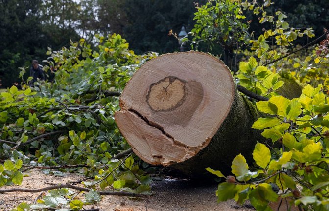 Im Würzburger Ringpark stürzte ein Baum auf eine Radfahrerin - später wird er zerkleinert.<span class='image-autor'>Foto: Heiko Becker/dpa</span>