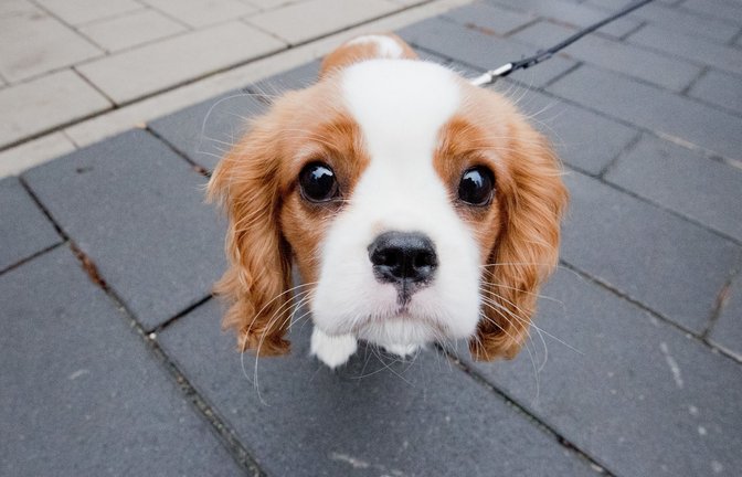 Der Hund ist der beste Freund des Menschen und zaubert uns oft ein Lächeln ins Gesicht.<span class='image-autor'>Foto: dpa/Julian Stratenschulte</span>