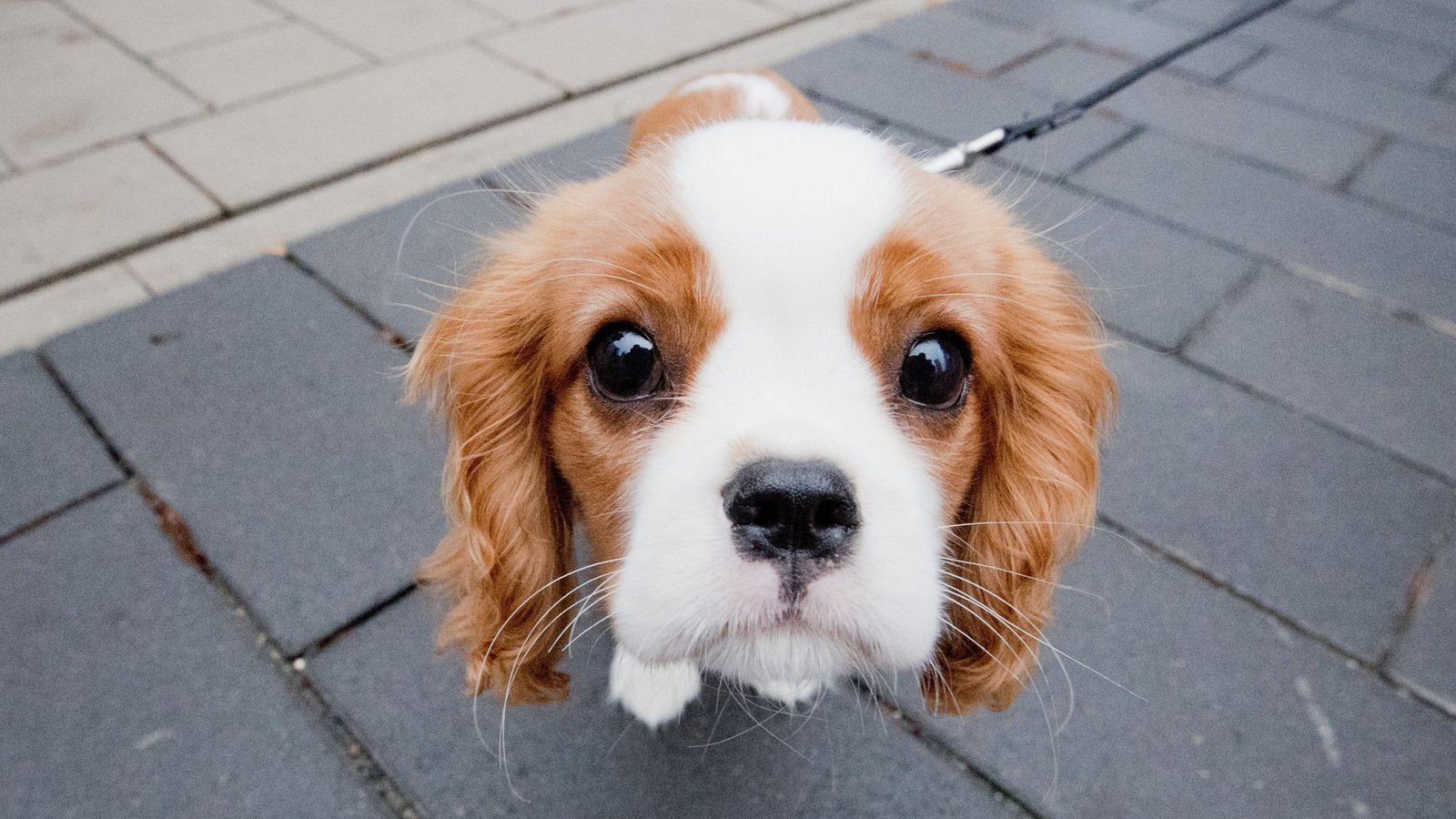 Der Hund ist der beste Freund des Menschen und zaubert uns oft ein Lächeln ins Gesicht.Foto: dpa/Julian Stratenschulte Der Hund ist der beste Freund des Menschen und zaubert uns oft ein Lächeln ins Gesicht.Foto: dpa/Julian Stratenschulte