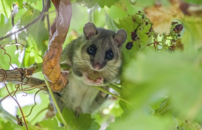 Der Siebenschläfer hat nichts mit dem Siebenschläfertag zu tun.<span class='image-autor'>Foto: Wirestock Creators / shutterstock.com</span>