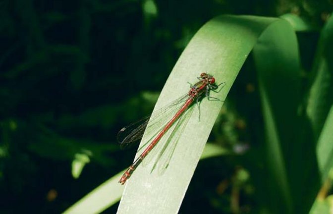 Männchen der Frühen Adonislibelle. Foto: Rücker