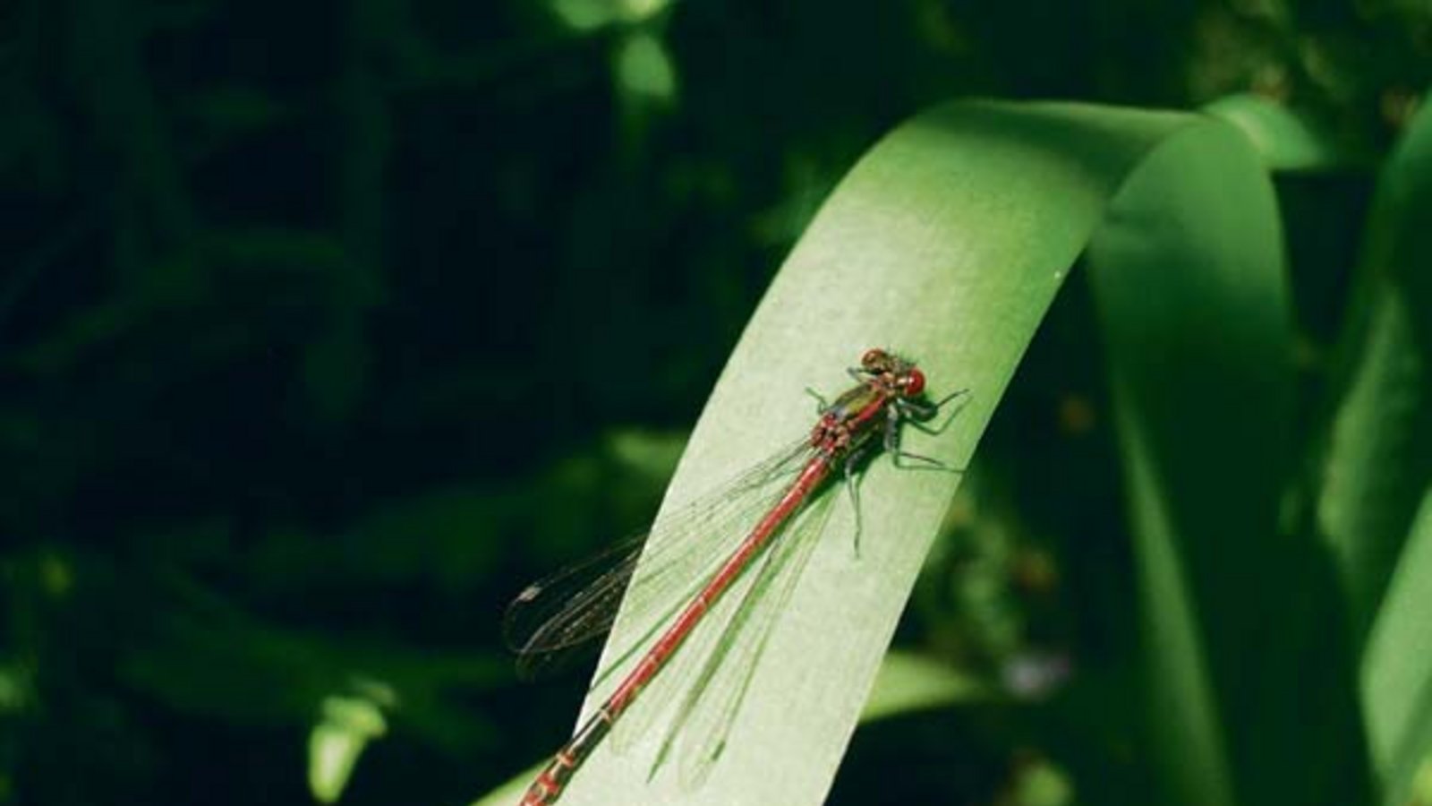 Männchen der Frühen Adonislibelle. Foto: Rücker